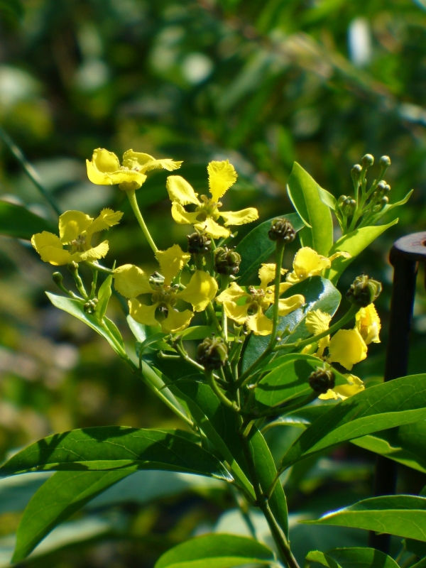 Yellow Butterfly Vine, Yellow Orchid Vine,Mascagnia macroptera, Callaeum macropterum, copyright � almostedenplants.com